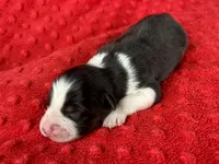 Nettie, a female Australian Shepherd for sale in Loda, IL – 2 of 6