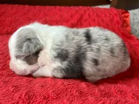 Lenny, a male Australian Shepherd for sale in Loda, IL – 4 of 5