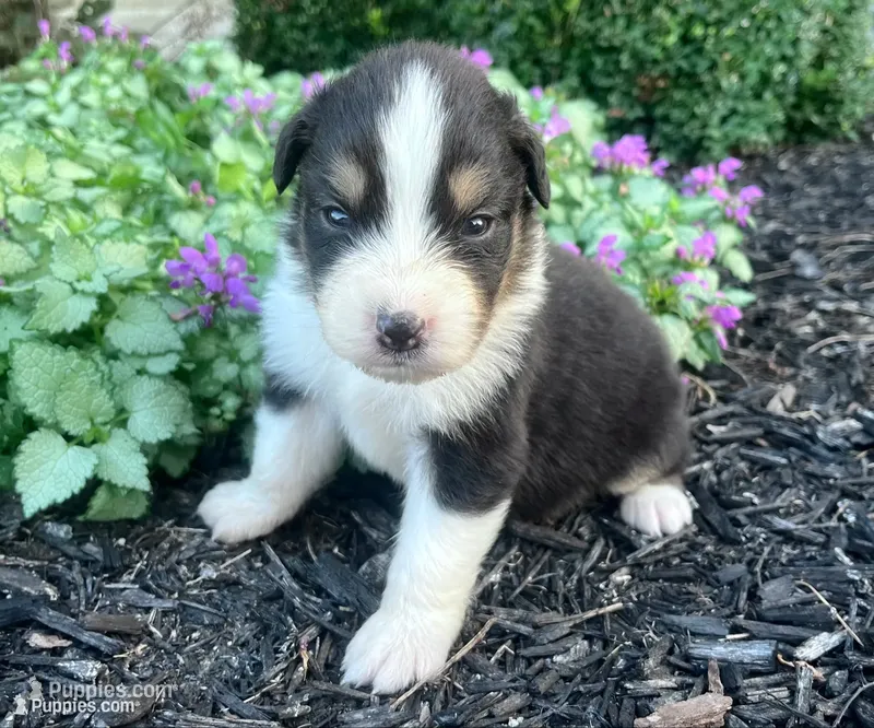 Copper – Australian Shepherd puppy for sale in Loda, IL