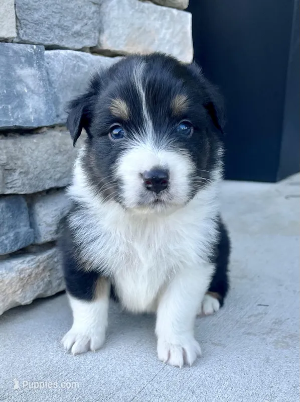 Bradley – Australian Shepherd puppy for sale in Loda, IL
