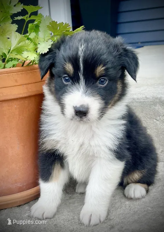 Bradley – Australian Shepherd puppy for sale in Loda, IL