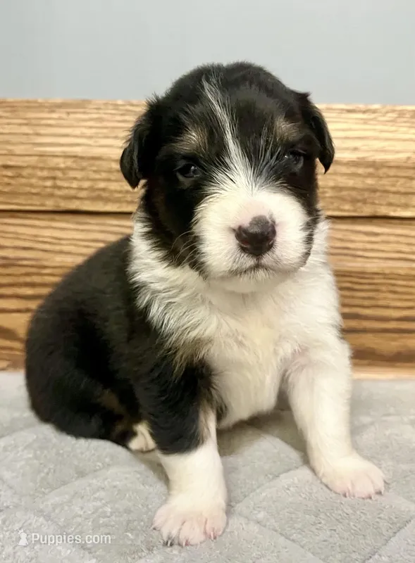 Bradley – Australian Shepherd puppy for sale in Loda, IL