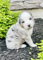 Stanley, a male Australian Shepherd for sale in Loda, IL – 1 of 5