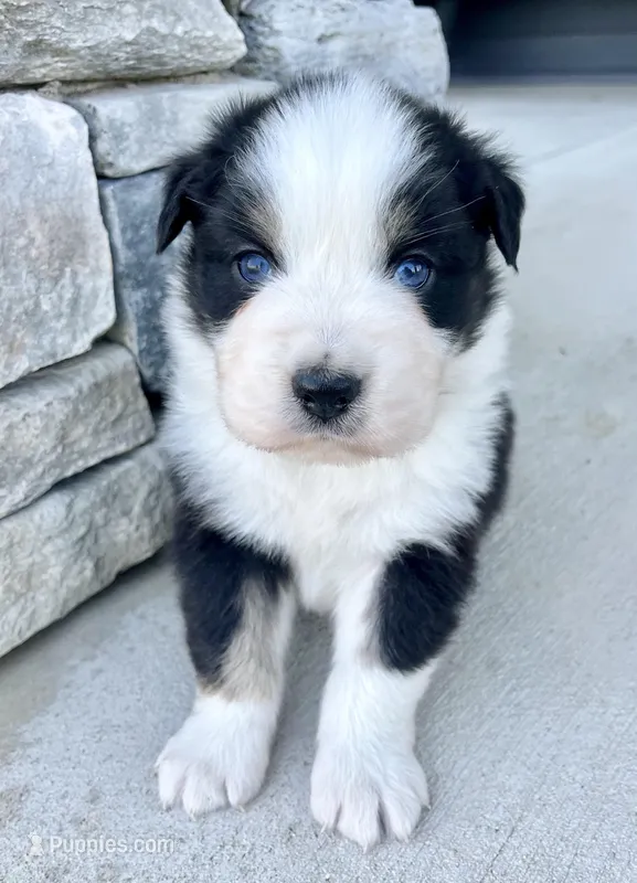 Toad – Australian Shepherd puppy for sale in Loda, IL