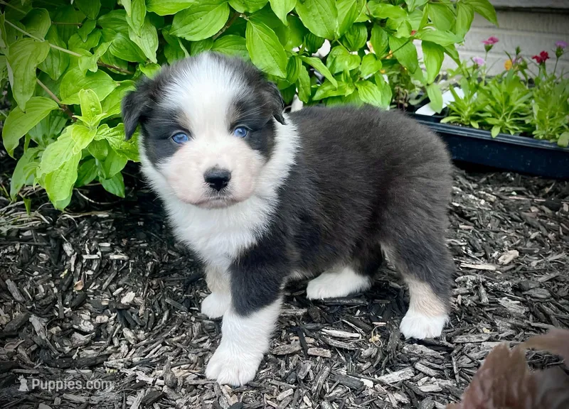 Toad – Australian Shepherd puppy for sale in Loda, IL