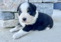 Toad, a male Australian Shepherd for sale in Loda, IL – Photo 2 of 4