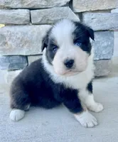 Toad, a male Australian Shepherd for sale in Loda, IL – Photo 4 of 4