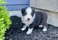 Toad, a male Australian Shepherd for sale in Loda, IL – Photo 3 of 4