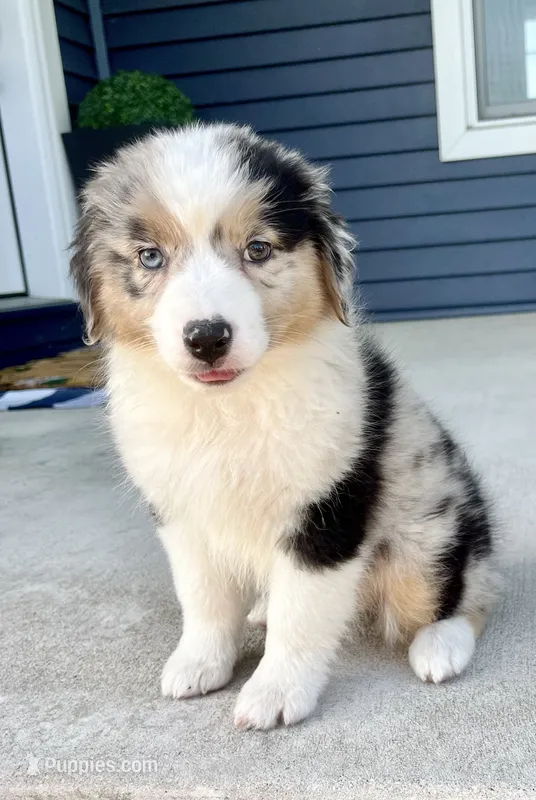 Breezy – Australian Shepherd puppy for sale in Loda, IL