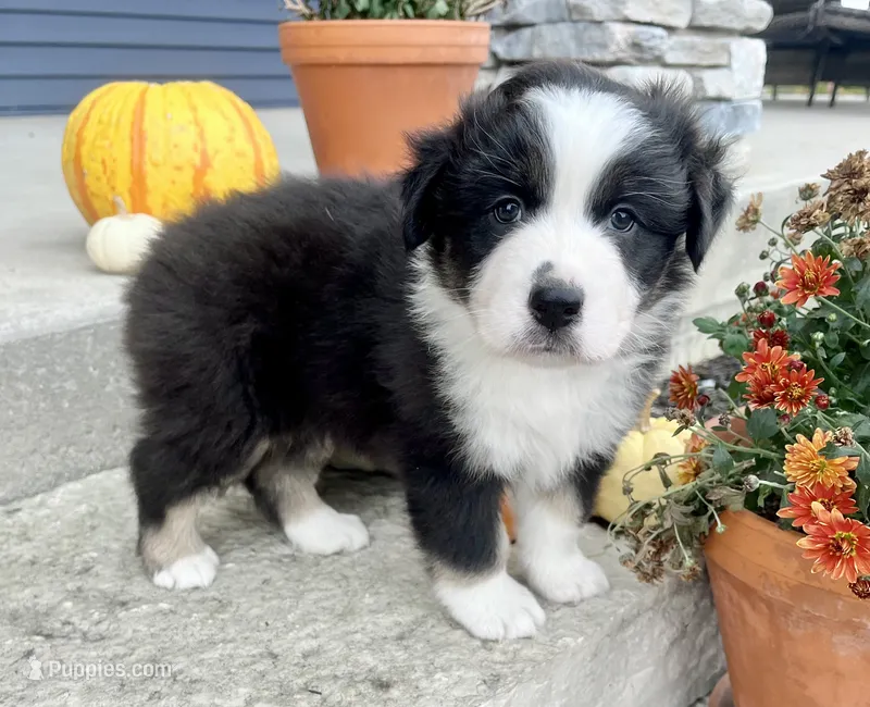 Greta – Australian Shepherd puppy for sale in Loda, IL