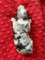 Baxter, a male Australian Shepherd for sale in Loda, IL – 3 of 6