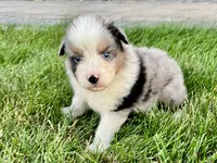 Oakley, a male Australian Shepherd for sale in Loda, IL – 3 of 5