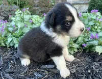 Copper, a male Australian Shepherd for sale in Loda, IL – 4 of 5