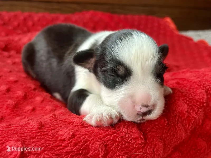 Ricky – Australian Shepherd puppy for sale in Loda, IL