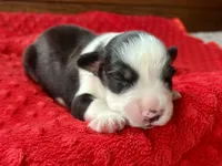 Ricky, a male Australian Shepherd for sale in Loda, IL – 1 of 6