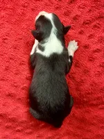 Manny, a male Australian Shepherd for sale in Loda, IL – 3 of 6