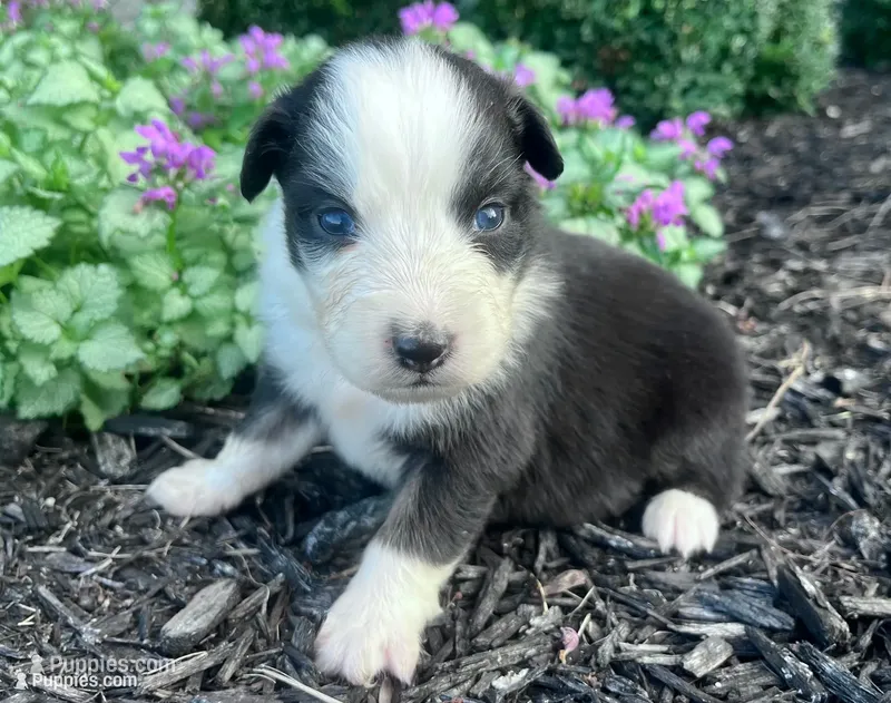 Pumpkin – Australian Shepherd puppy for sale in Loda, IL
