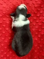 Ricky, a male Australian Shepherd for sale in Loda, IL – 3 of 6