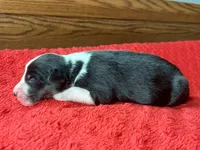 Manny, a male Australian Shepherd for sale in Loda, IL – 4 of 6