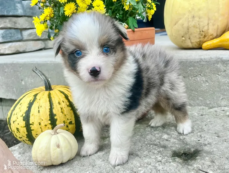 Oakley – Australian Shepherd puppy for sale in Loda, IL
