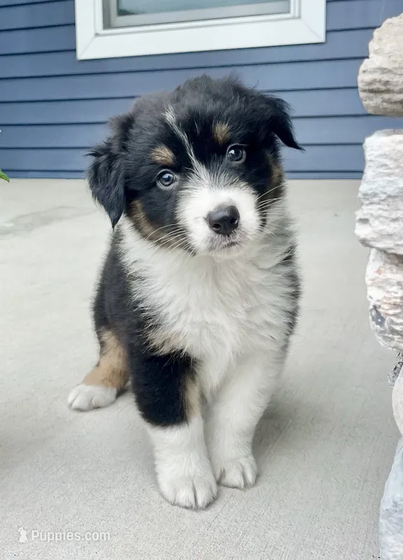 Bradley – Australian Shepherd puppy for sale in Loda, IL