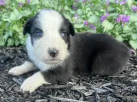 Pumpkin, a female Australian Shepherd for sale in Loda, IL – 2 of 5