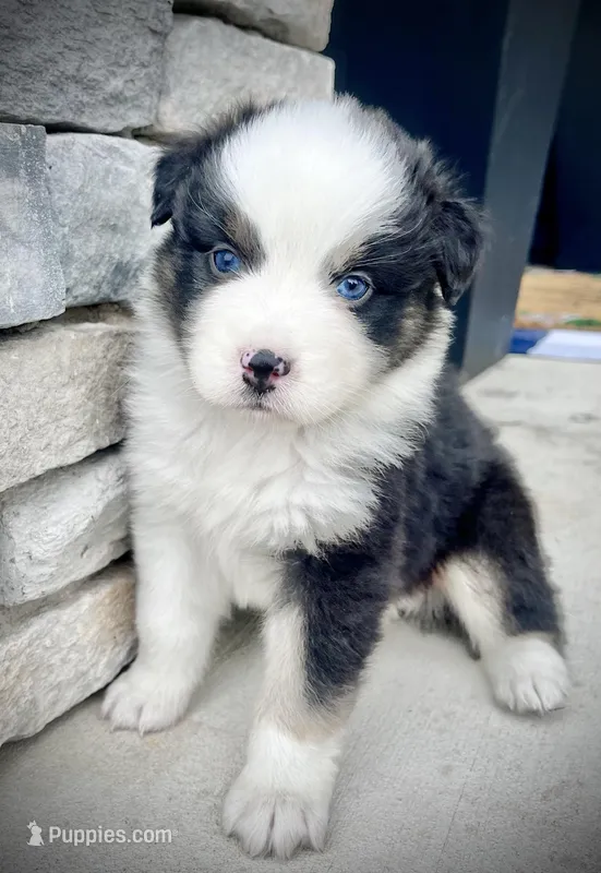 King – Australian Shepherd puppy for sale in Loda, IL
