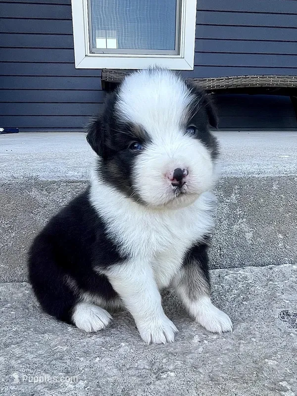 King – Australian Shepherd puppy for sale in Loda, IL