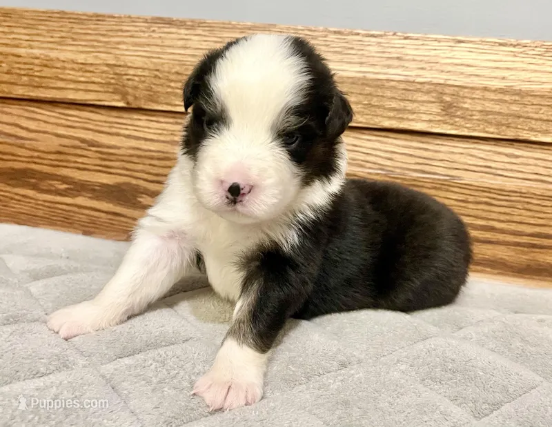 King – Australian Shepherd puppy for sale in Loda, IL
