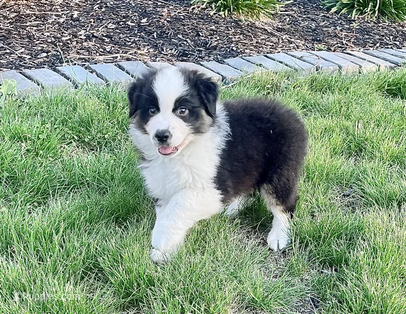 Roman – Australian Shepherd puppy for sale in Loda, IL