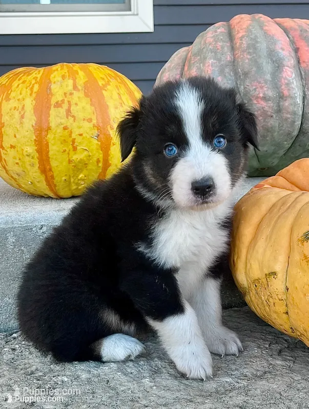 Manny – Australian Shepherd puppy for sale in Loda, IL