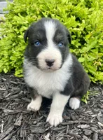 Luna, a female Australian Shepherd for sale in Loda, IL – 3 of 4