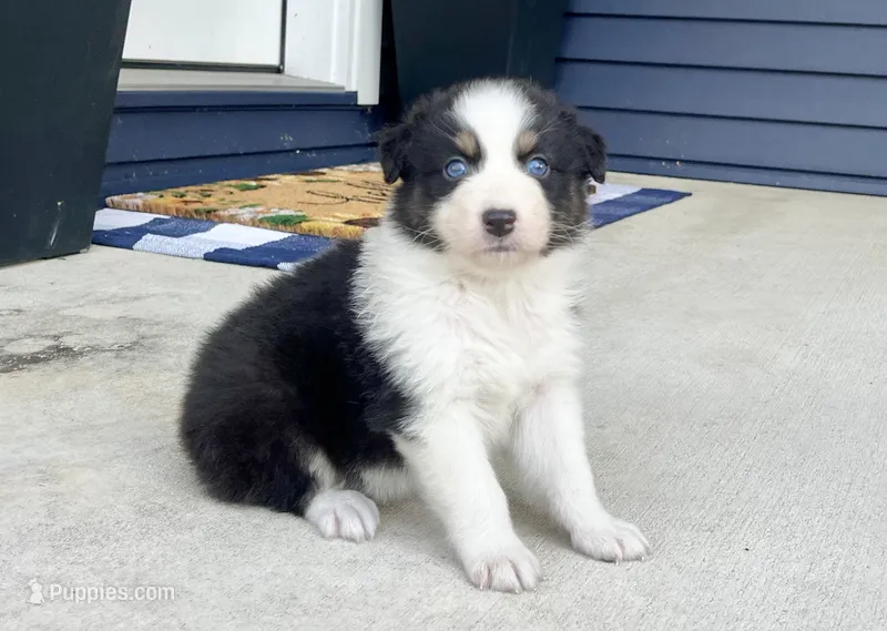 Dream – Australian Shepherd puppy for sale in Loda, IL