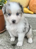 Biscuit , a female Australian Shepherd for sale in Loda, IL – 3 of 7