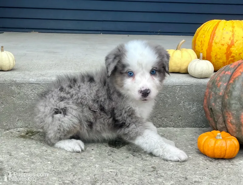 Lenny – Australian Shepherd puppy for sale in Loda, IL
