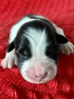Nettie, a female Australian Shepherd for sale in Loda, IL – 4 of 6