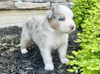 Stanley, a male Australian Shepherd for sale in Loda, IL – 3 of 5