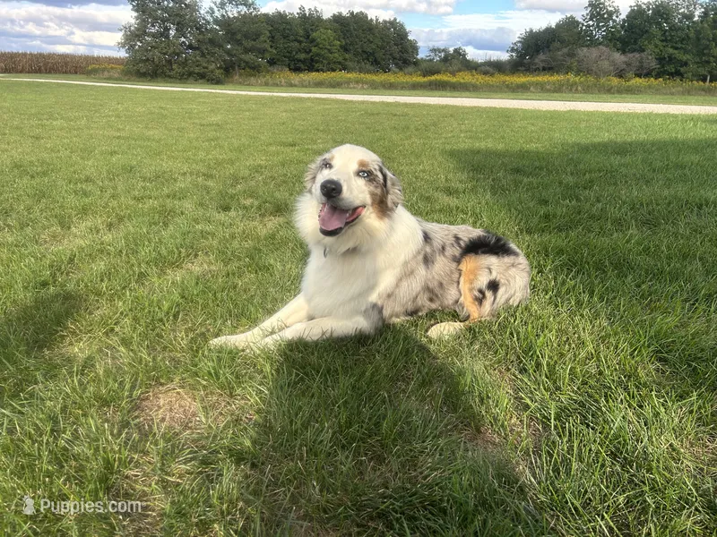 Barron – Australian Shepherd puppy for sale in Loda, IL