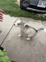 AKC KIRA, a female Siberian Husky for sale in Darlington, WI – 10 of 10