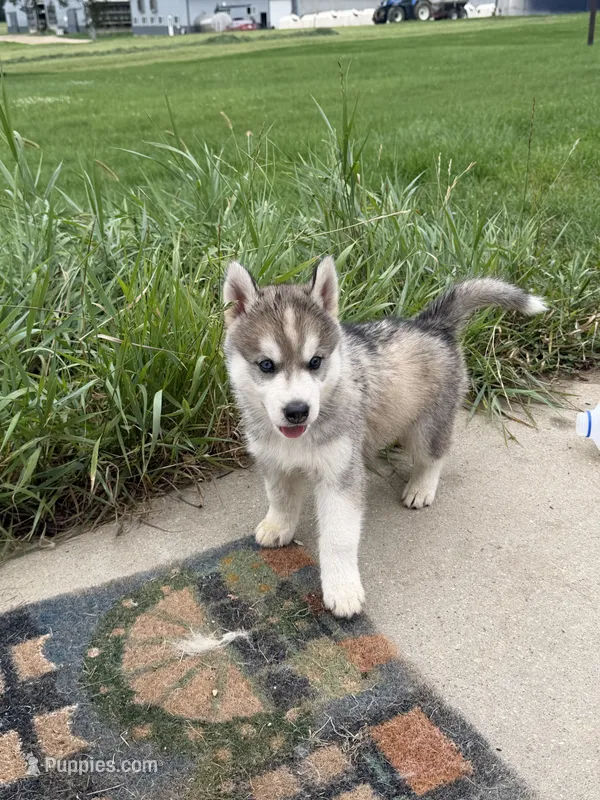 Oslo jr – Siberian Husky puppy for sale in Darlington, WI