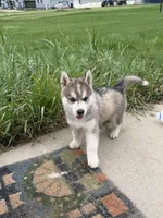 Oslo jr, a male Siberian Husky for sale in Darlington, WI – 1 of 10