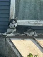 AKC Akamaru, a male Siberian Husky for sale in Darlington, WI – 5 of 6