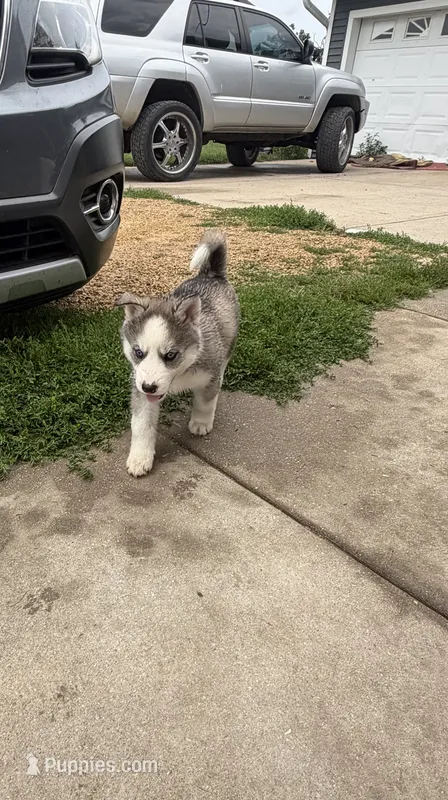 AKC Brooly – Siberian Husky puppy for sale in Darlington, WI