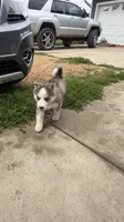 AKC Brooly, a male Siberian Husky for sale in Darlington, WI – 1 of 6