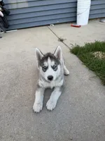 AKC Akamaru, a male Siberian Husky for sale in Darlington, WI – 4 of 6
