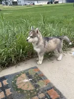 Oslo jr, a male Siberian Husky for sale in Darlington, WI – 2 of 10