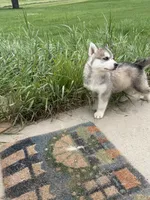 Oslo jr, a male Siberian Husky for sale in Darlington, WI – 3 of 10