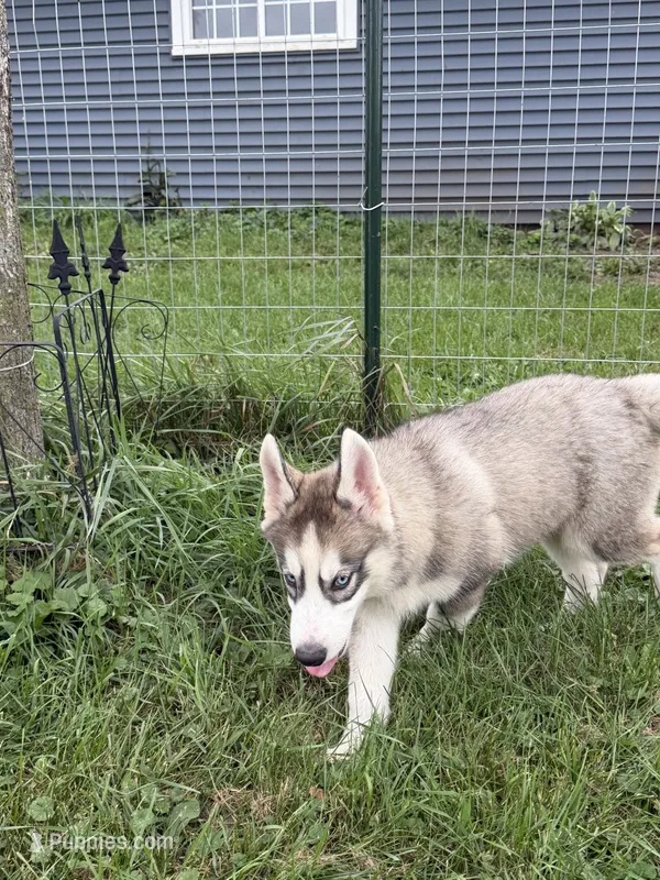 AKC Akamaru – Siberian Husky puppy for sale in Darlington, WI