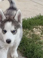 AKC Ace, a male Siberian Husky for sale in Darlington, WI – 2 of 10