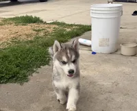Oslo jr, a male Siberian Husky for sale in Darlington, WI – 7 of 10